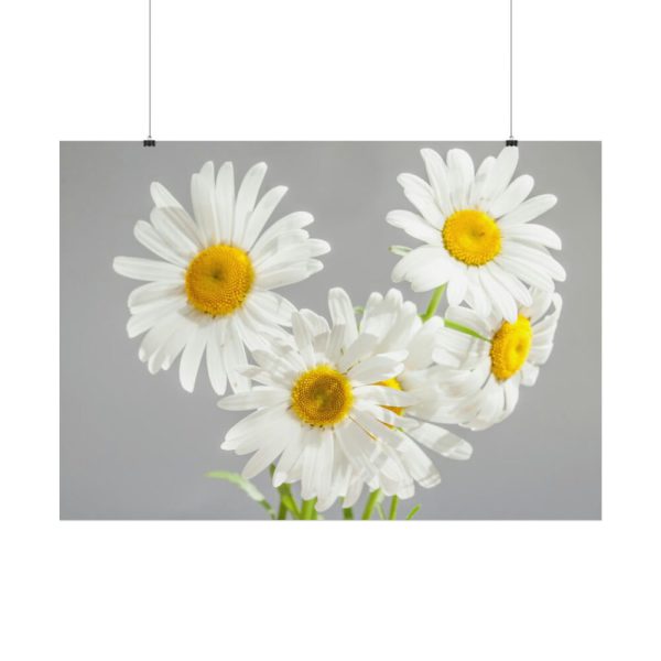 White Daisy Bloom Poster