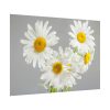 White Daisy Bloom Poster