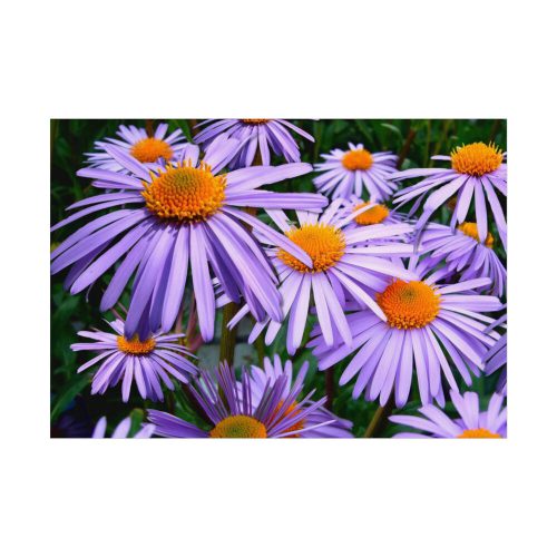 92408-357.jpg Wild Flower Poster