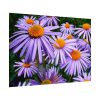 92408-359.jpg Wild Flower Poster