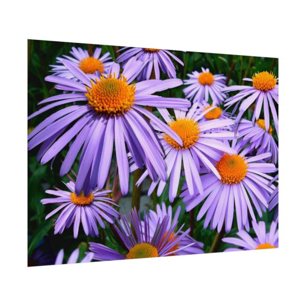 92408-359.jpg Wild Flower Poster