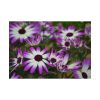92408-362.jpg Purple Garden Cosmos Poster