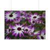 92408-363.jpg Purple Garden Cosmos Poster