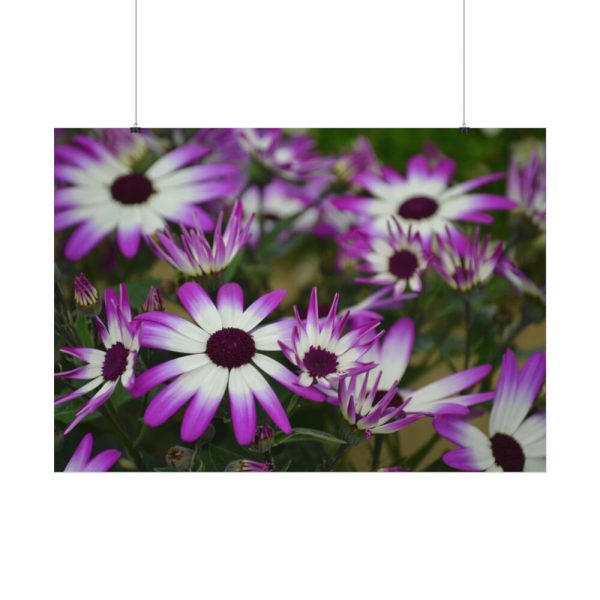 92408-363.jpg Purple Garden Cosmos Poster