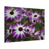 92408-364.jpg Purple Garden Cosmos Poster