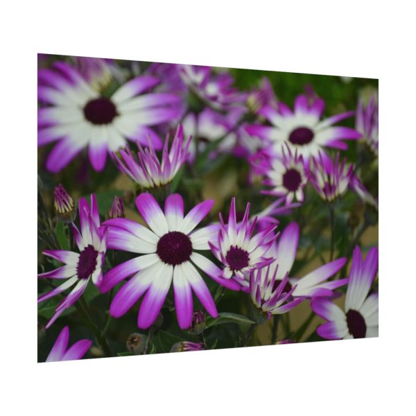 92408-364.jpg Purple Garden Cosmos Poster