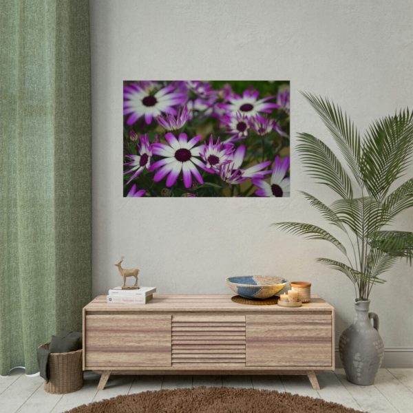 92408-365.jpg Purple Garden Cosmos Poster
