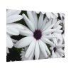 92408-374.jpg Flower Petal Poster