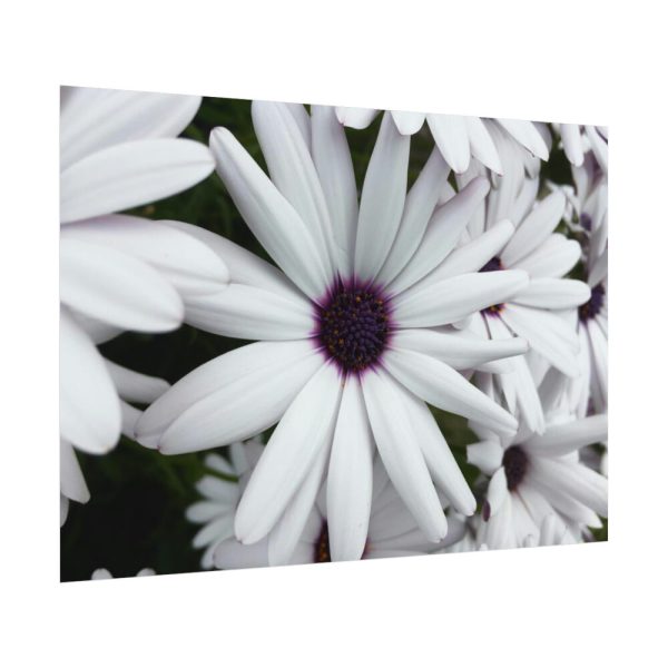 92408-374.jpg Flower Petal Poster