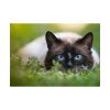 Cat Hunting Poster