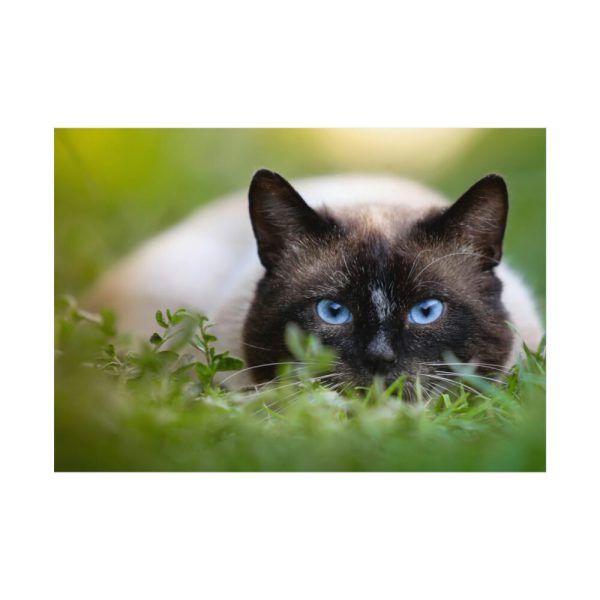 Cat Hunting Poster