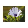 92408-387.jpg Herbaceous Plant Poster