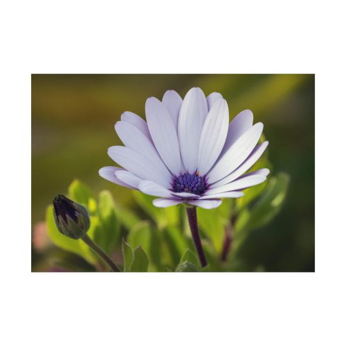 92408-387.jpg Herbaceous Plant Poster