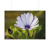 92408-388.jpg Herbaceous Plant Poster