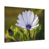 92408-389.jpg Herbaceous Plant Poster