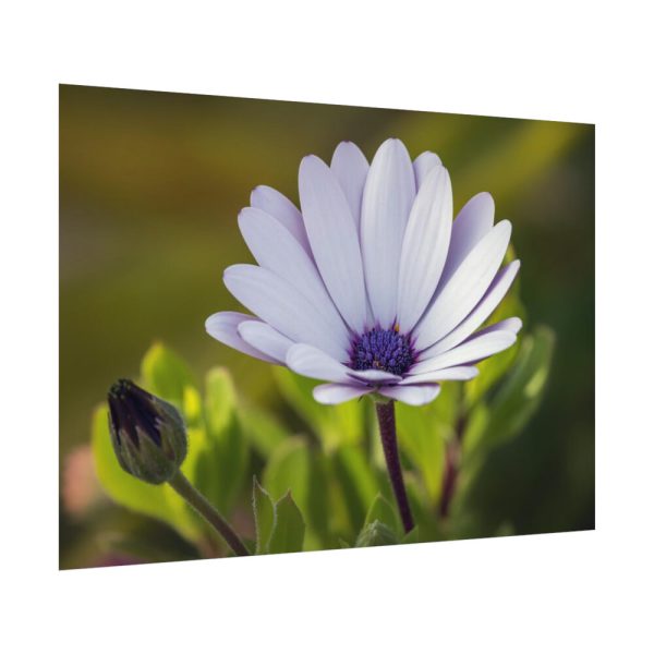 92408-389.jpg Herbaceous Plant Poster