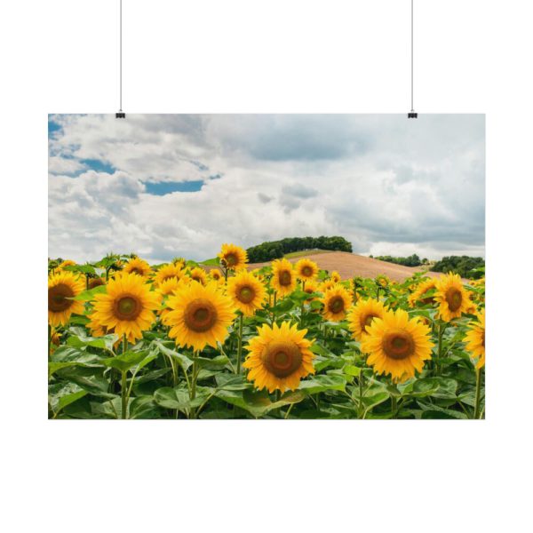92408-418.jpg Agriculture Sunflower Poster