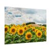 92408-419.jpg Agriculture Sunflower Poster