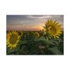 92408-422.jpg Sunflower Plant Flower Poster