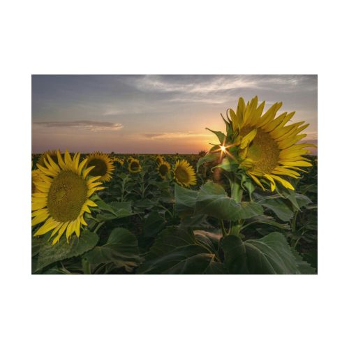 Sunflower Plant Flower Poster