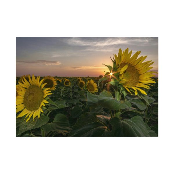 92408-422.jpg Sunflower Plant Flower Poster
