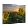 92408-424.jpg Sunflower Plant Flower Poster
