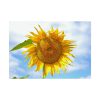 Farming Yellow Flowers  Poster