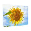 Farming Yellow Flowers  Poster
