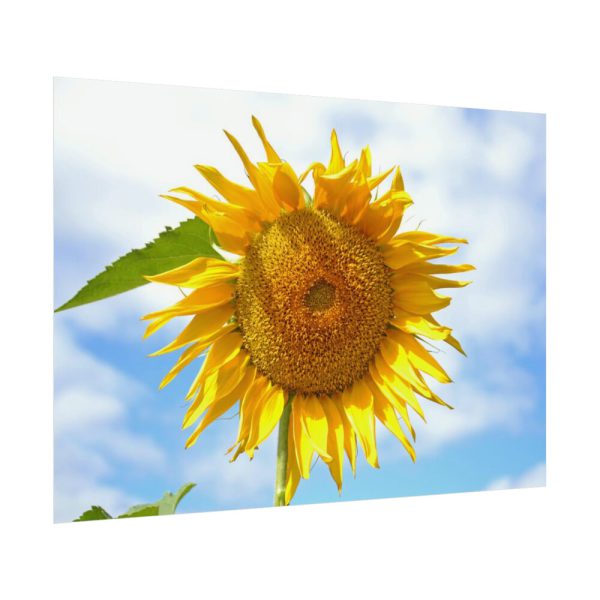 Farming Yellow Flowers  Poster