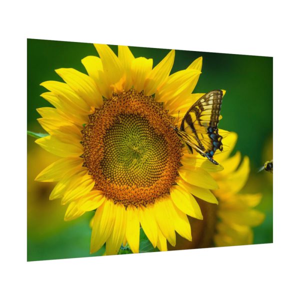 Sunflowers Begin to Bloom  Poster