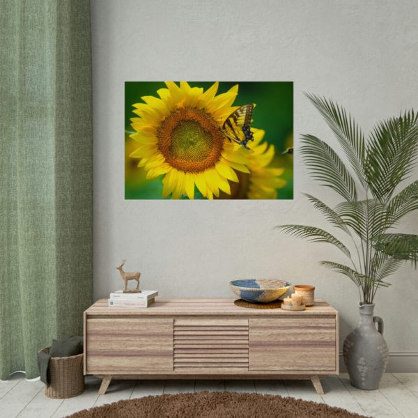 Sunflowers Begin to Bloom  Poster