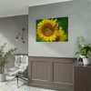 Sunflowers Begin to Bloom  Poster