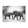 92408-477.jpg Elephant Ivory Animals Africa Poster