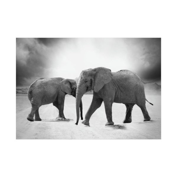 92408-477.jpg Elephant Ivory Animals Africa Poster