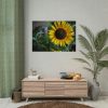 Blooming Sunflower Poster
