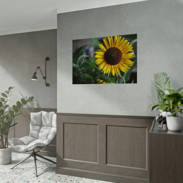 Blooming Sunflower Poster