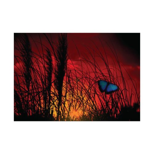 92408-57.jpg Butterfly on Nature Plant Grass Poster