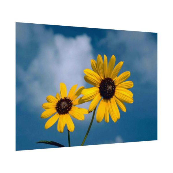 92408-579.jpg Blue Sky and Sunflower Poster