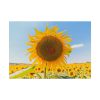 92408-597.jpg Sunflower Summer Poster
