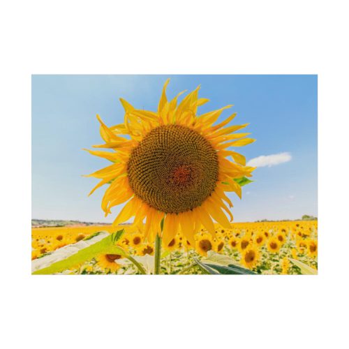 Sunflower Summer Poster