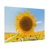92408-599.jpg Sunflower Summer Poster