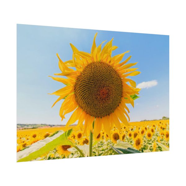 92408-599.jpg Sunflower Summer Poster