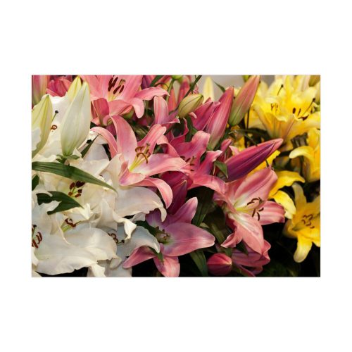 Lilies Flower  Poster