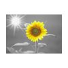 92408-607.jpg Beauty Sunflower Poster