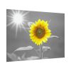92408-609.jpg Beauty Sunflower Poster