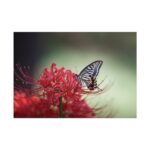 Butterfly on Red Flower Poster