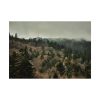 92408-642.jpg Forest Nature Poster
