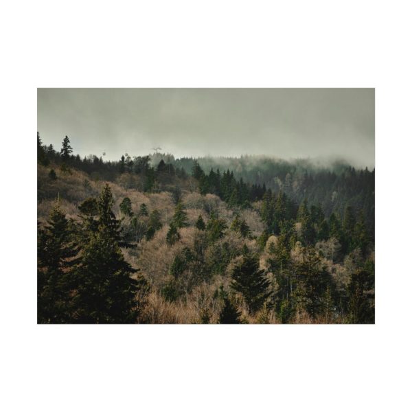 92408-642.jpg Forest Nature Poster
