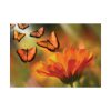92408-72.jpg Butterfly on Orange Flower Poster