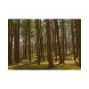 92408-722.jpg Leominster State Forest Poster